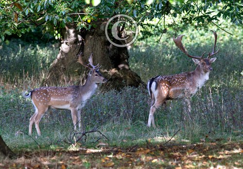 Fallow Deer Bucks DM1594